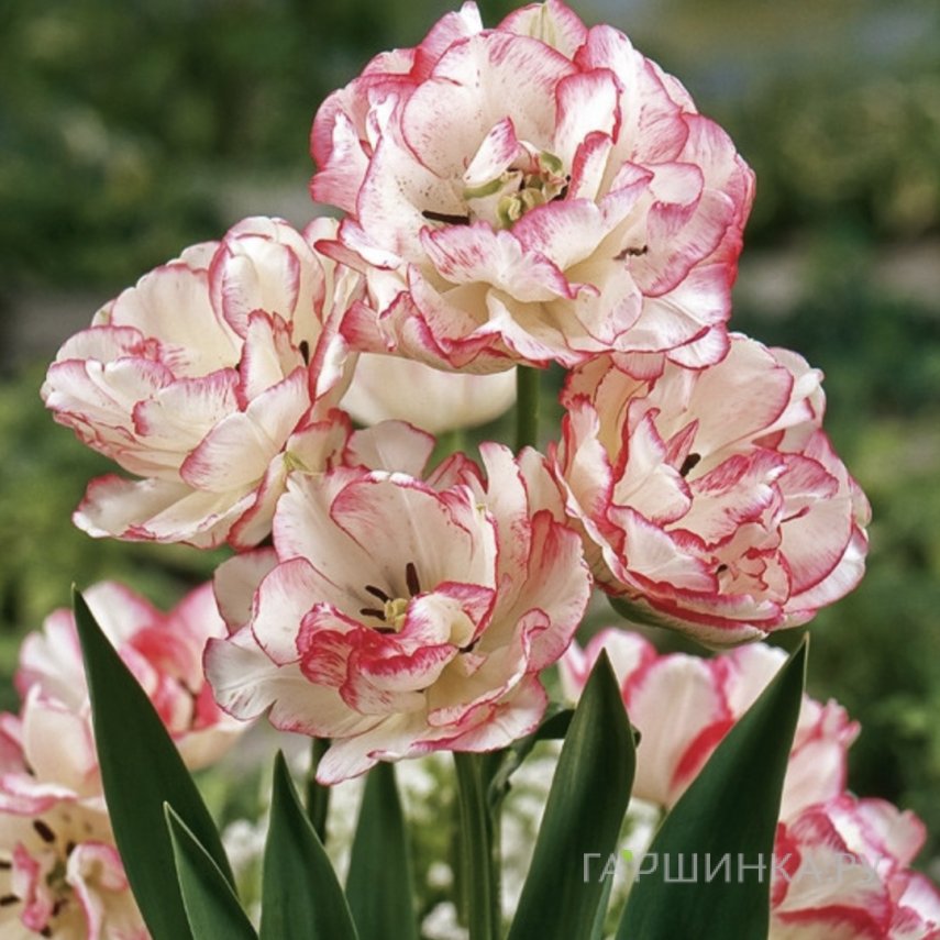 Тюльпан Белисия многоцветковый 4шт