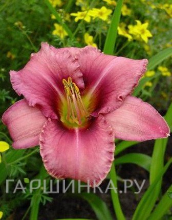 Лилейник Пепл Биколор