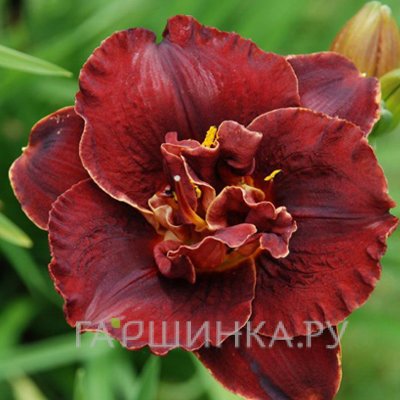 Лилейник Бургунди Лав