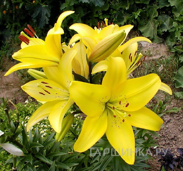 Лилия Кеб Дазл ЛА-гибрид/2шт