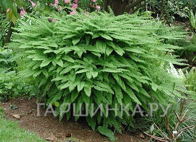 Адиантум стоповидный (папоротник)