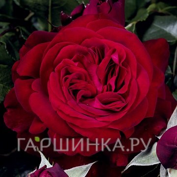 Роза Адмирал чайно-гибридная, Тантау (лиц)