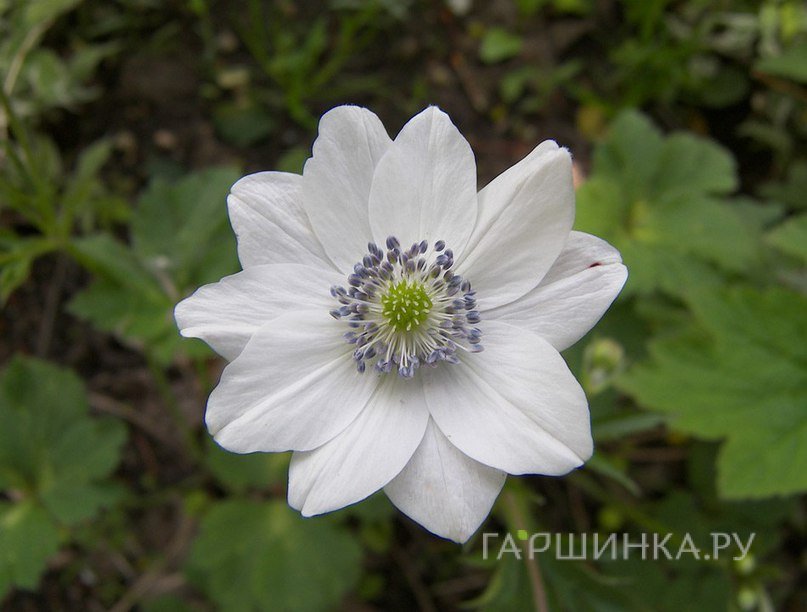 Анемона (Ветреница) Левилля