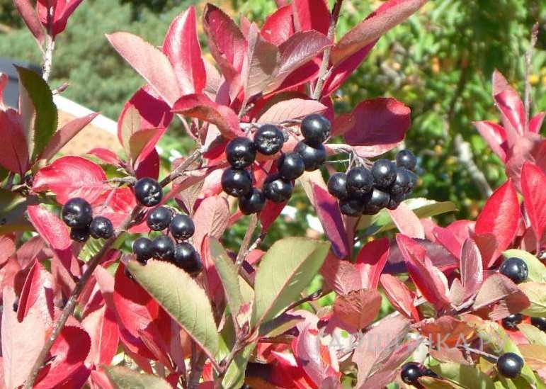 Черноплодная рябина (Арония) Хугин