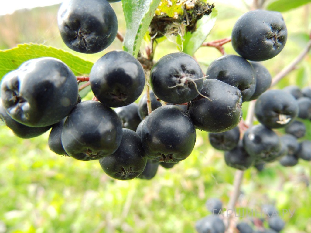 Черноплодная рябина (Арония) Викинг