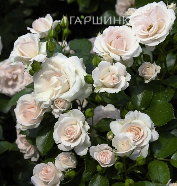 Роза Аспирин Тантау (лиц)