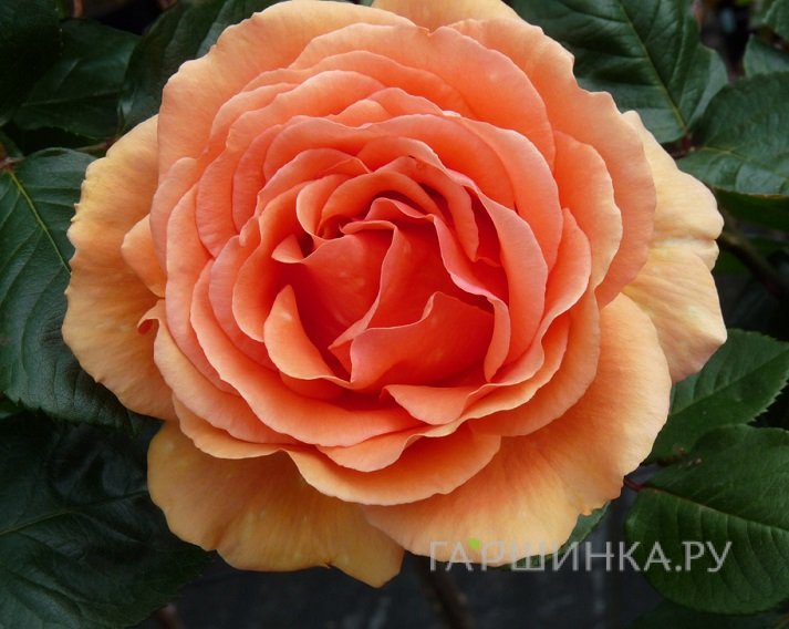 Роза Ашрам чайно-гибридная, Топалович (лиц)