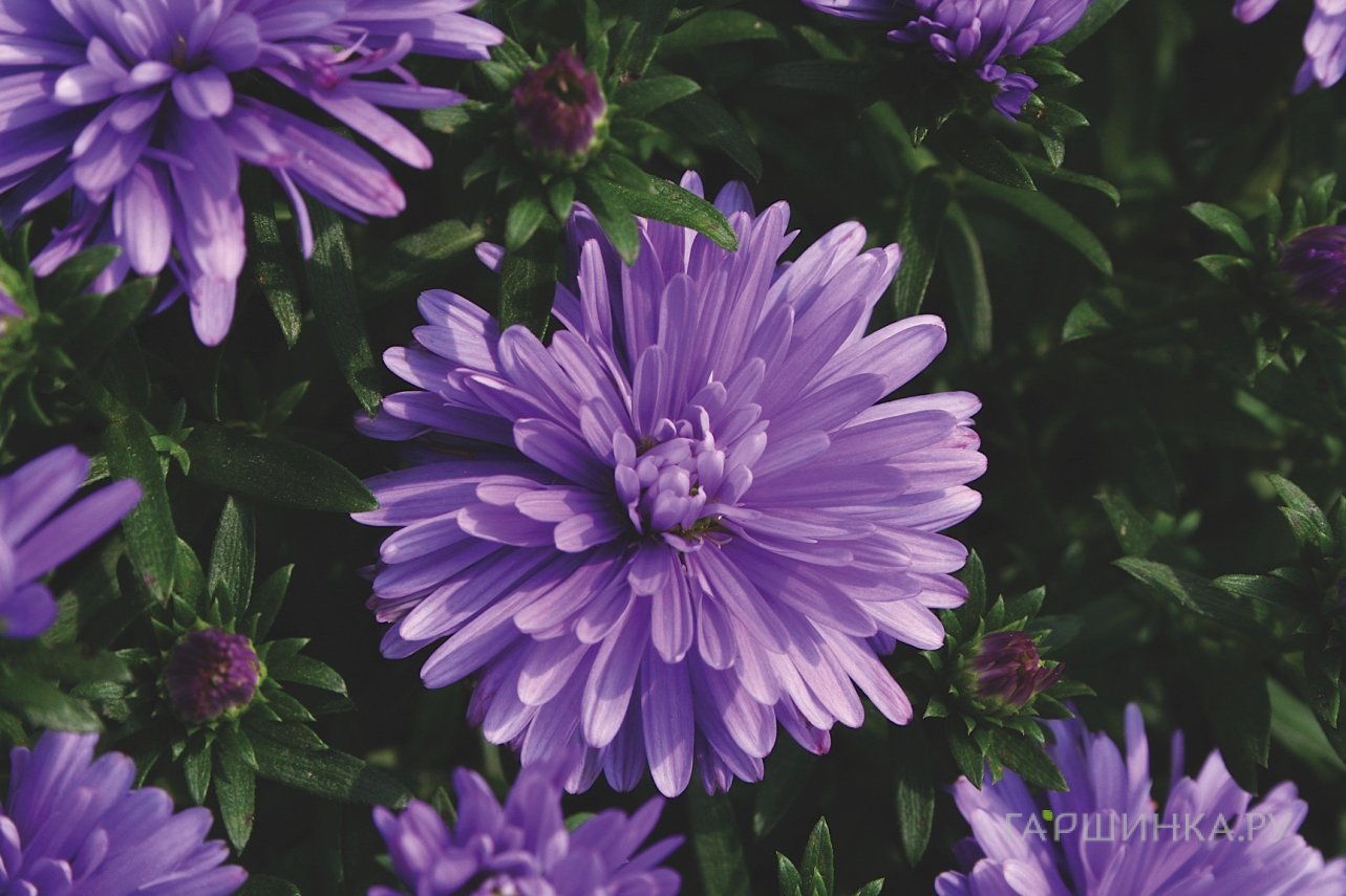 Астра новобельгийская Генри Пурпл