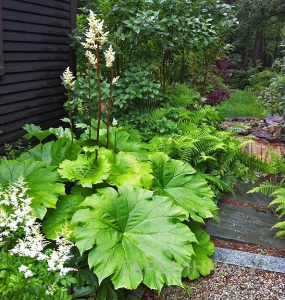 Астильбоидес пластинчатый