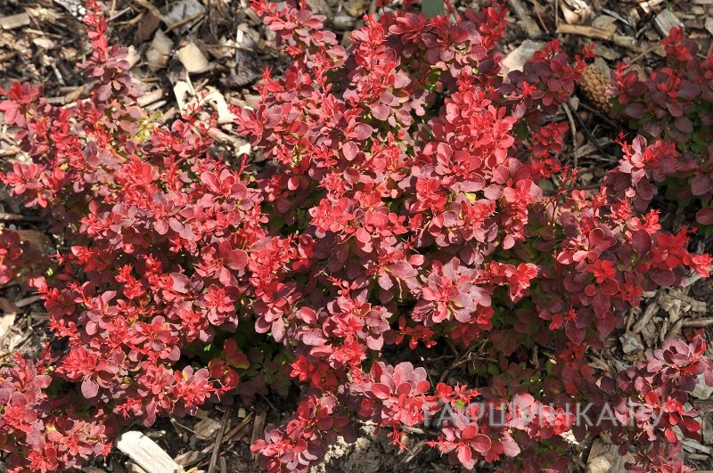 Барбарис Тунберга Файер Болл