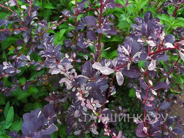 Барбарис Сильвер Майлс оттавский