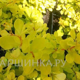 Барбарис Тунберга Эвита