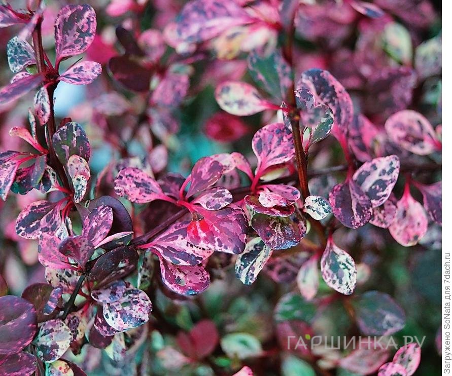 Барбарис Тунберга Фламинго