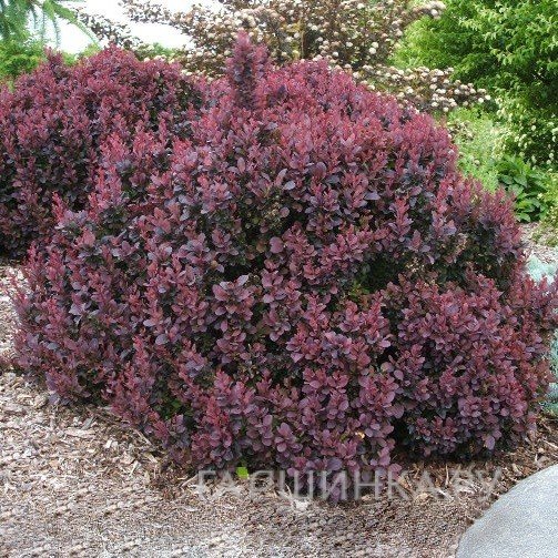 Барбарис Тунберга Конкорд