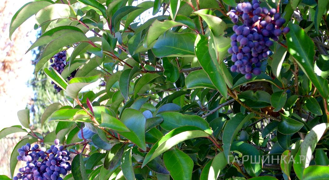 Бирючина блестящая