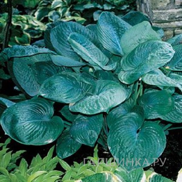 Хоста Блу Амбреллас (L)