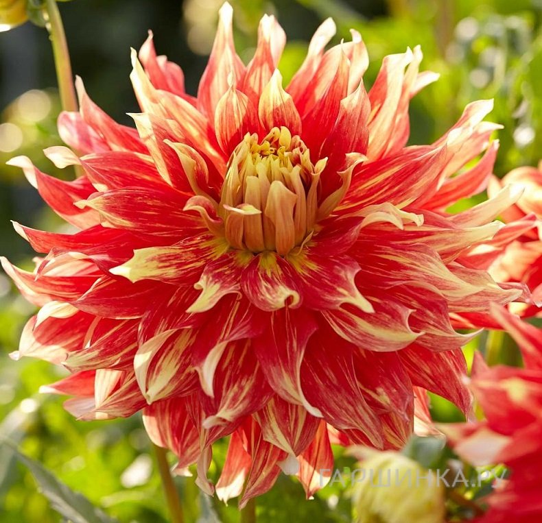 Георгина Бодашес (МАКСИ) декоративная