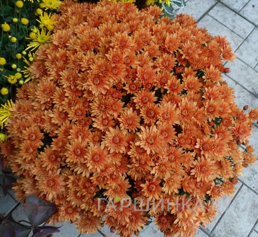 Хризантема мультифлора Бранопал Оранж