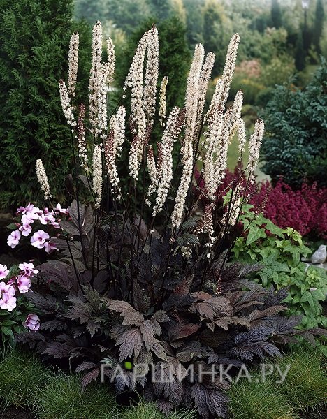 Цимицифуга (Клопогон) ветвистая Чокоголик