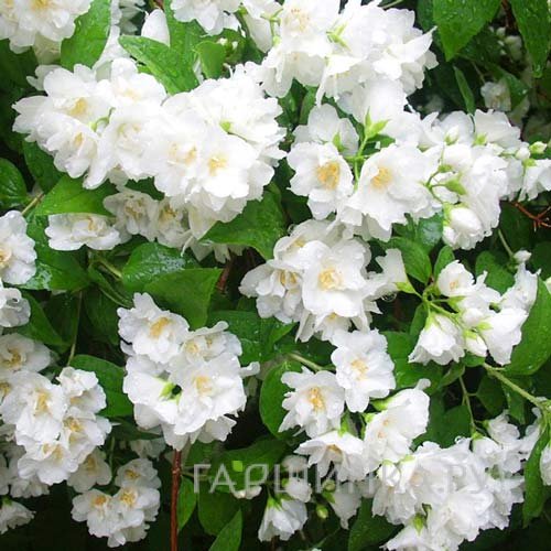 Чубушник Монблан