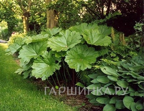 Дармера щитовидная