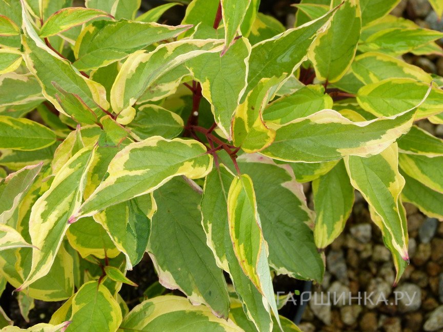 Дерен Гоучаулти белый