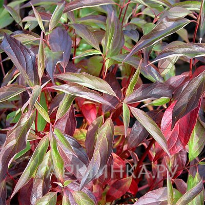 Дерен Ред Гном белый