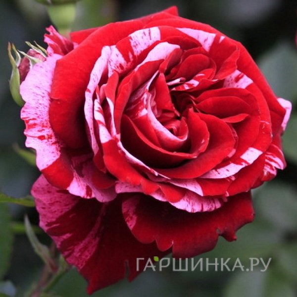 Роза Дип Импрешн флорибунда, Тантау (лиц)