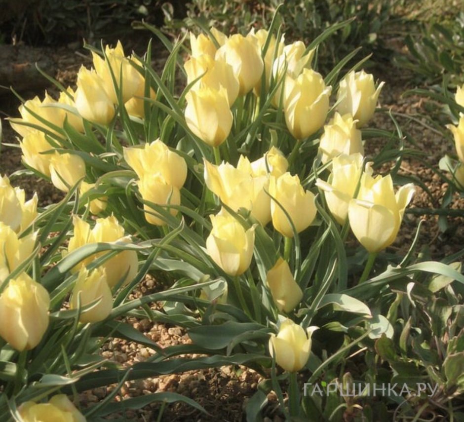 Тюльпан Брайт Гем карликовый 5 шт