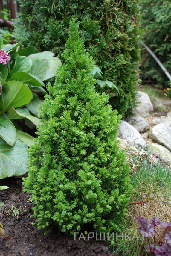 Ель канадская Коника Десембер