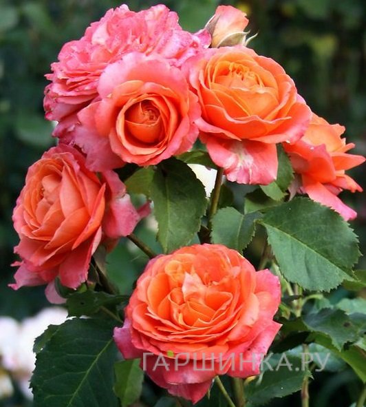 Роза Эмильен Гийо, Гийо (лиц)