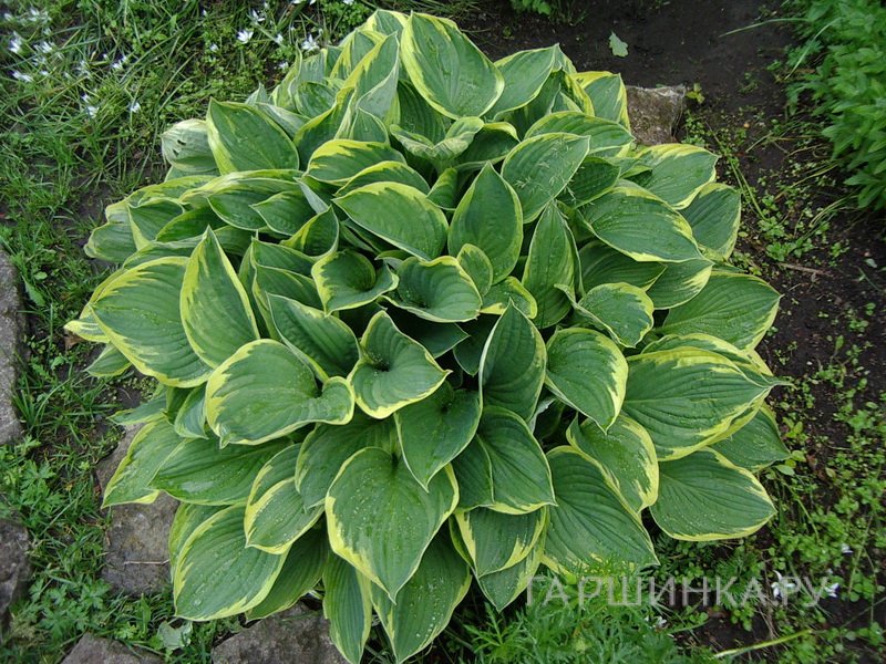 Хоста Ауреомаргината (ML)