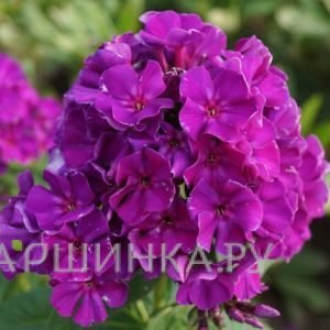 Флокс метельчатый Роберта