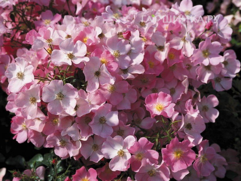 Роза Фортуна, Кордес (лиц)