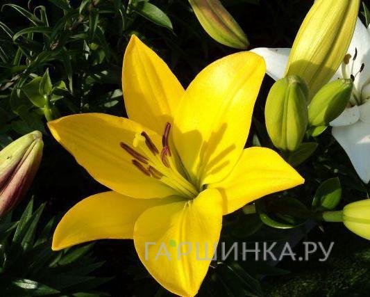 Лилия Голден Тайкун ЛА-гибрид/2шт