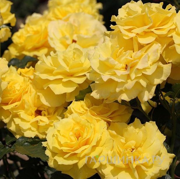 Роза Фрезия, Кордес (лиц)