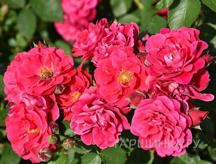 Роза Фронтенак канадская парковая (лиц)