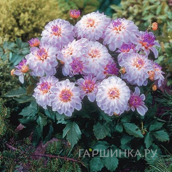 Георгина Геллери Моне бордюрная