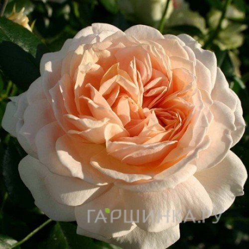 Роза Гарден оф Розес, Кордес (лиц)