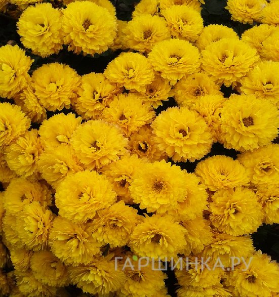 Хризантема мультифлора Джиджи Йелоу