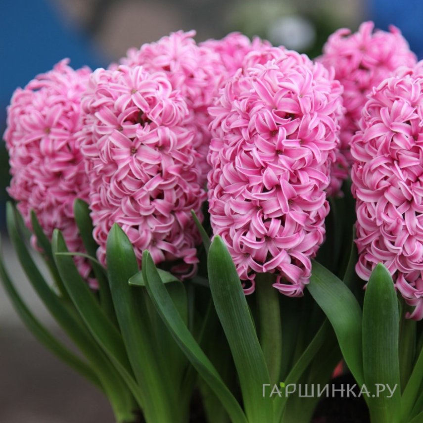 Гиацинт Пинк Перл 3 шт