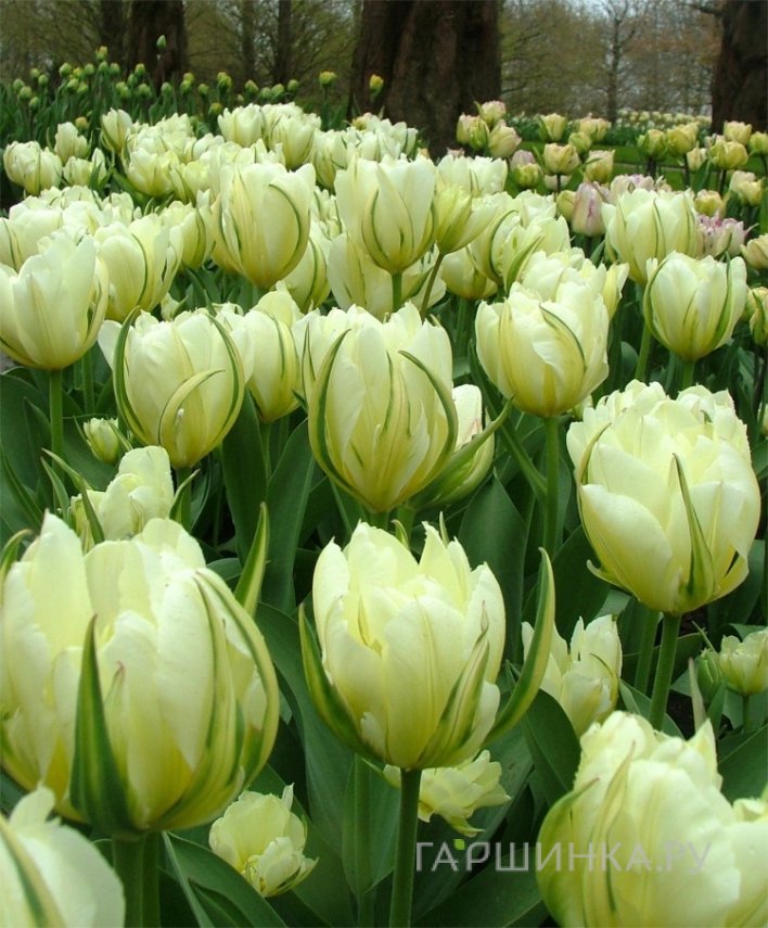 Тюльпан Экзотик Имперор Фостера 5шт