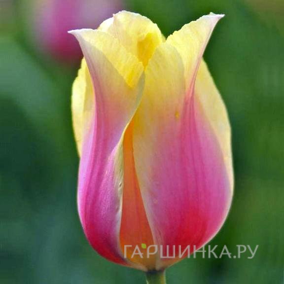 Тюльпан Блашинг Леди гигантский  простой поздний 5шт