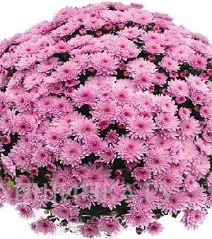 Хризантема мультифлора Бранфонтейн Пинк