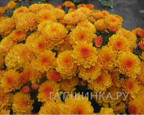 Хризантема мультифлора Джиджи Голд