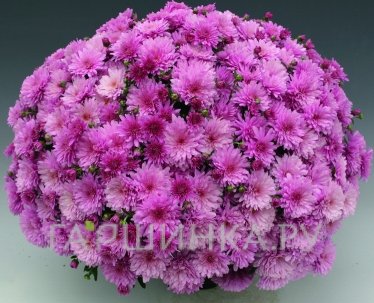 Хризантема мультифлора Бранперфест Пурпл