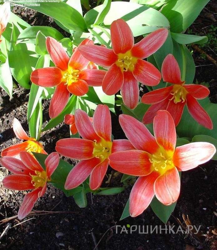 Тюльпан Шекспир 5шт