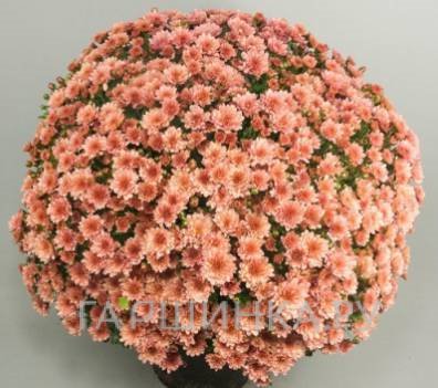 Хризантема мультифлора Бранпетит Салмон