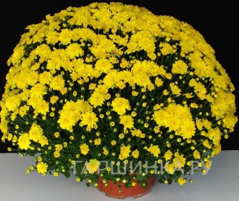 Хризантема мультифлора Бранроял Йелоу