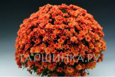 Хризантема мультифлора Бранклоуд Бронз